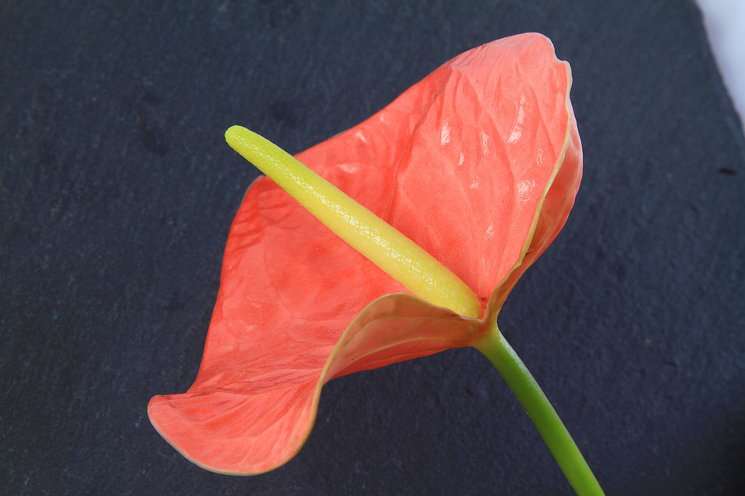 Packshot produit agroalimentaire pro - Milasio